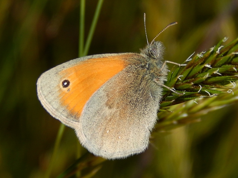 Coenonympha pamphilus